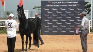 الحريسة الملكية ببوزنيقة تهيمن على كأس مربي الخيول العربية الأصيلة بالمغرب